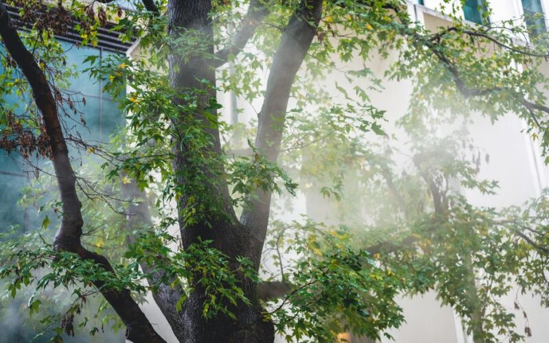 Infraestrutura Verde Reduz Calor Urbano no Brasil